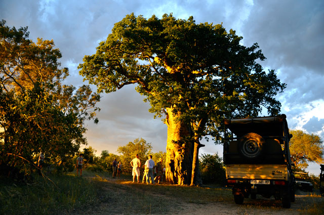 hamiltons-tented-safari-camp
