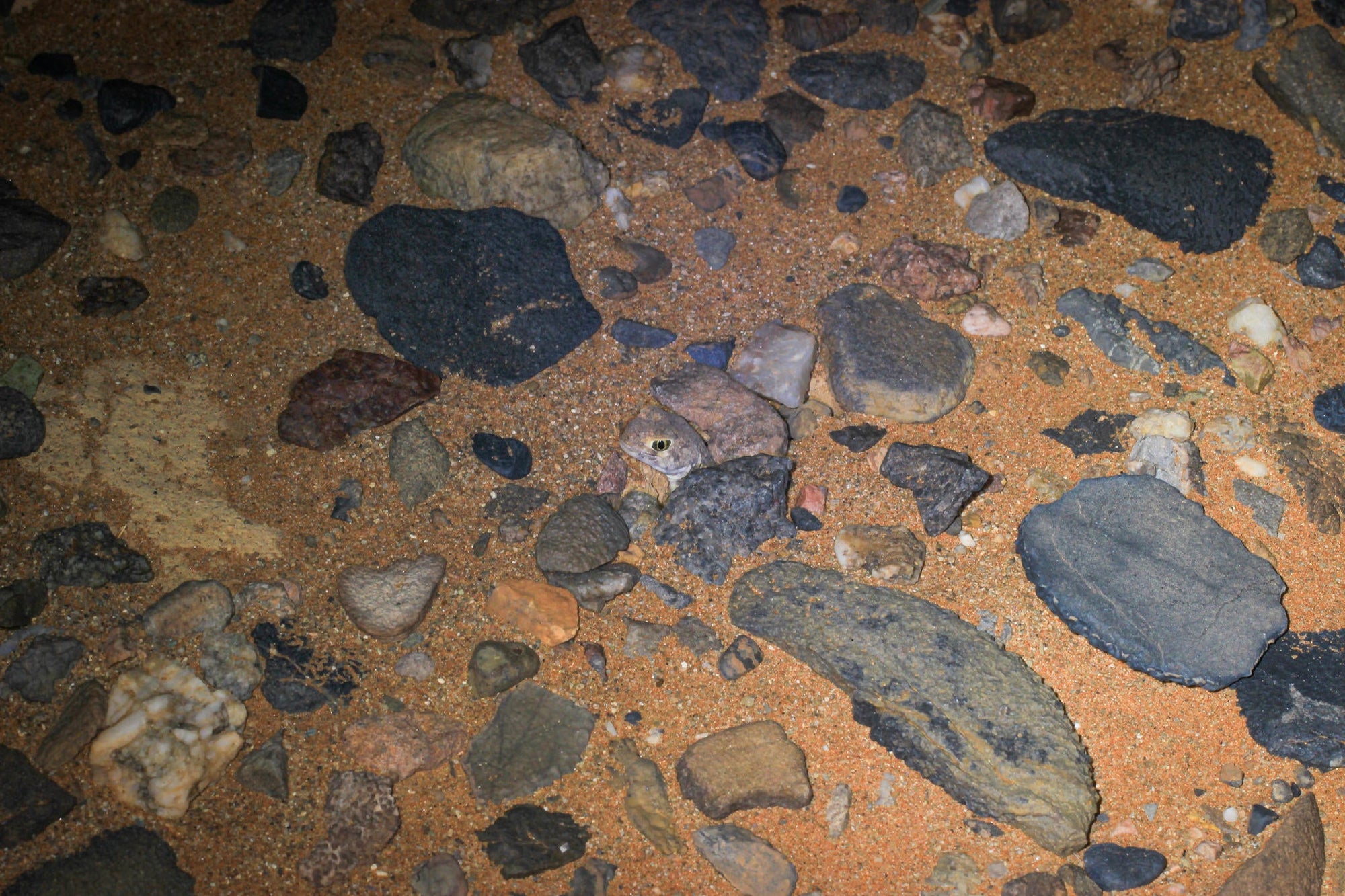 Wilderness Little Kulala – Guided Scorpion Night Walks  gallery image 3