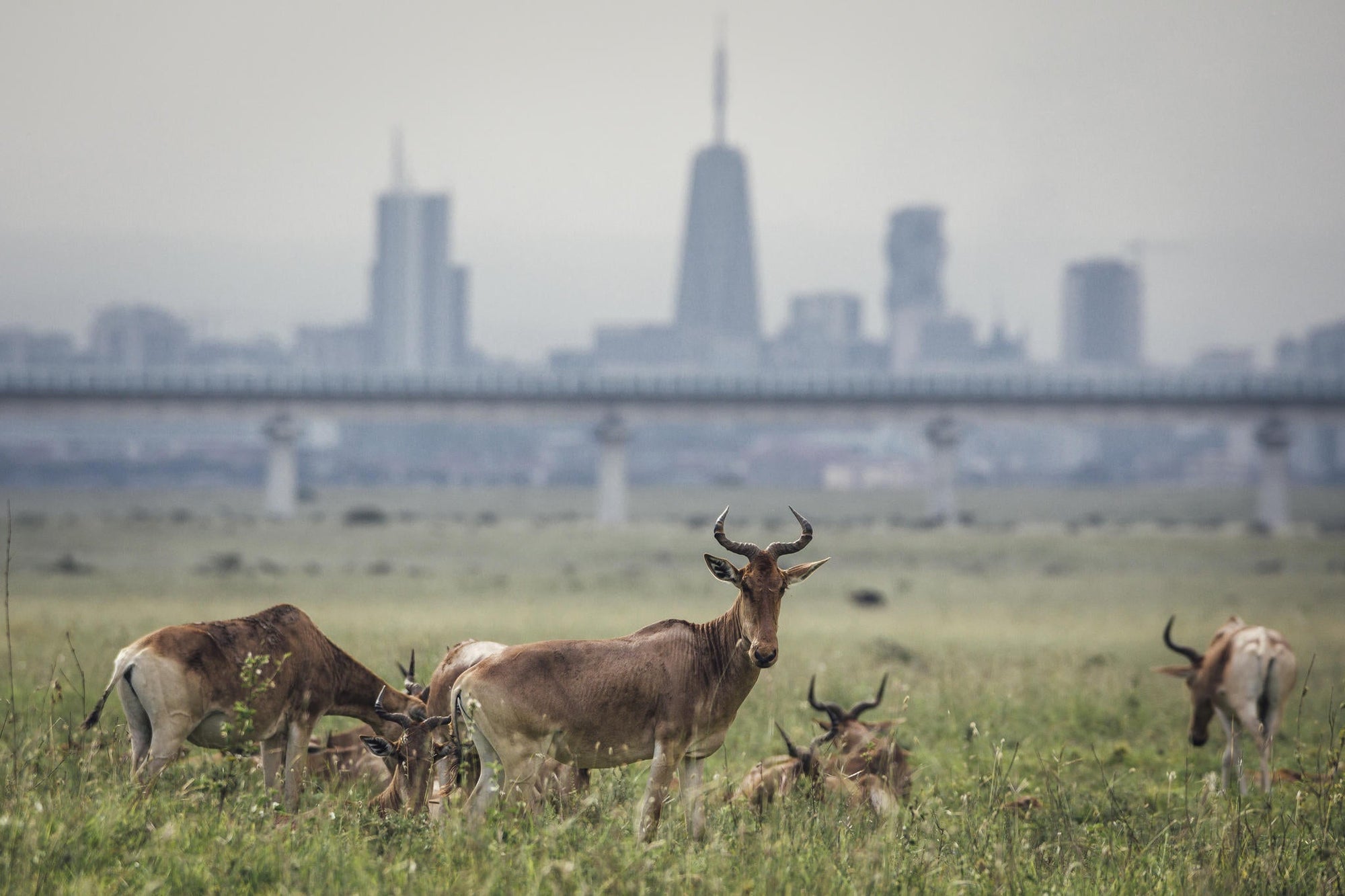 Game Drives gallery image 8