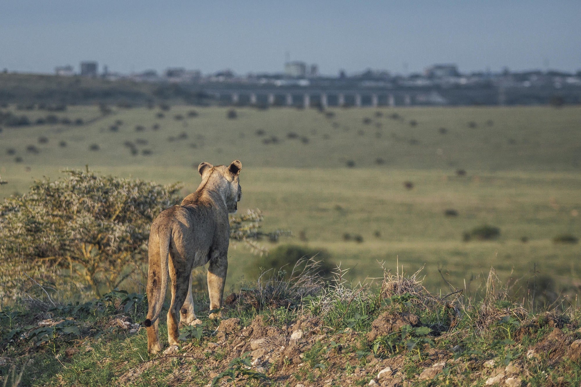 Lion Lights gallery image 2