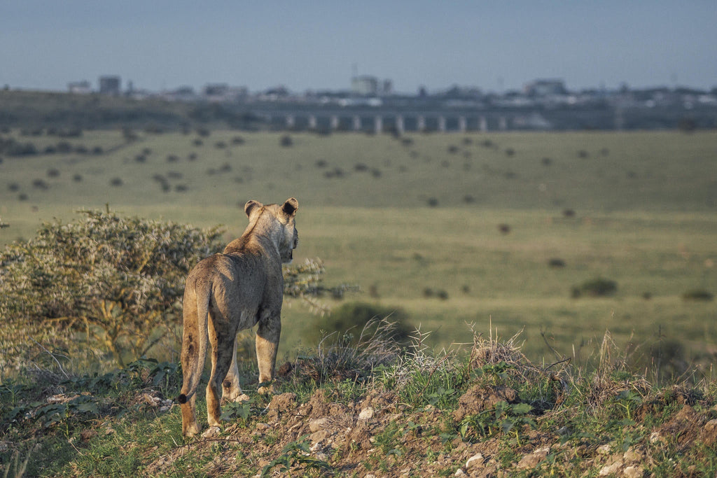 Game Drives gallery image 7