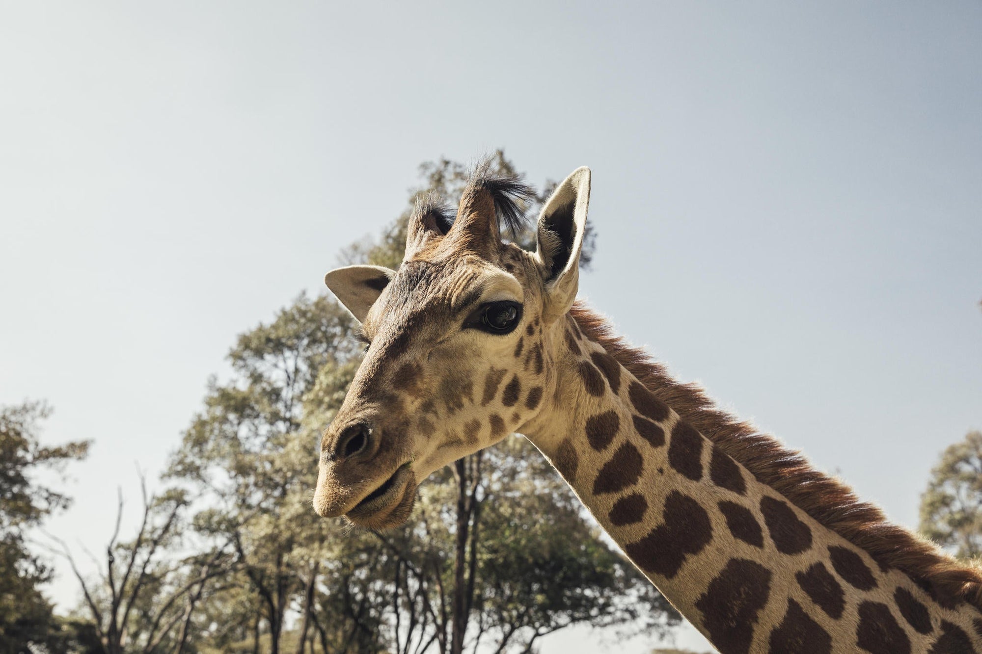 Visits to the Giraffe Centre gallery image 3