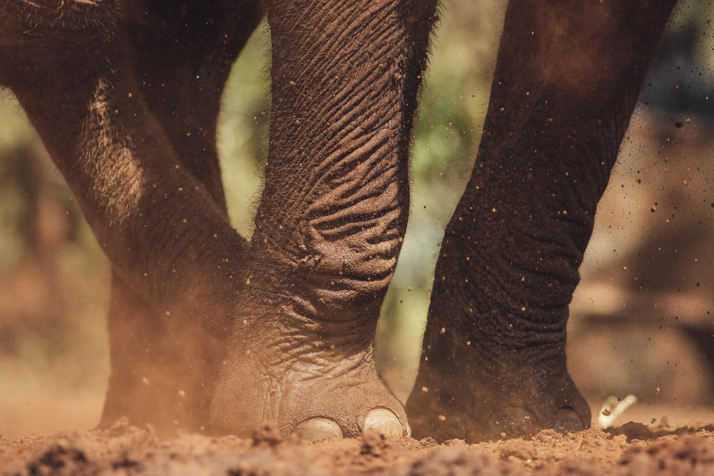 Visits to The David Sheldrick Trust gallery image 3