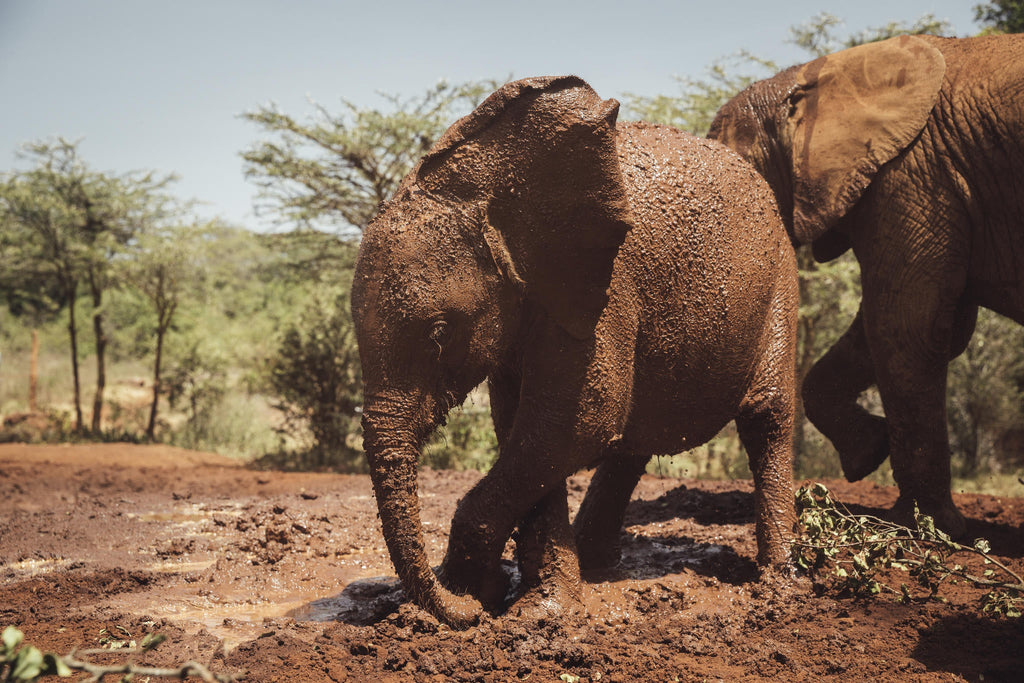 Visits to The David Sheldrick Trust gallery image 4