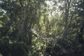 Ngare Ndare Canopy Walk gallery image 1