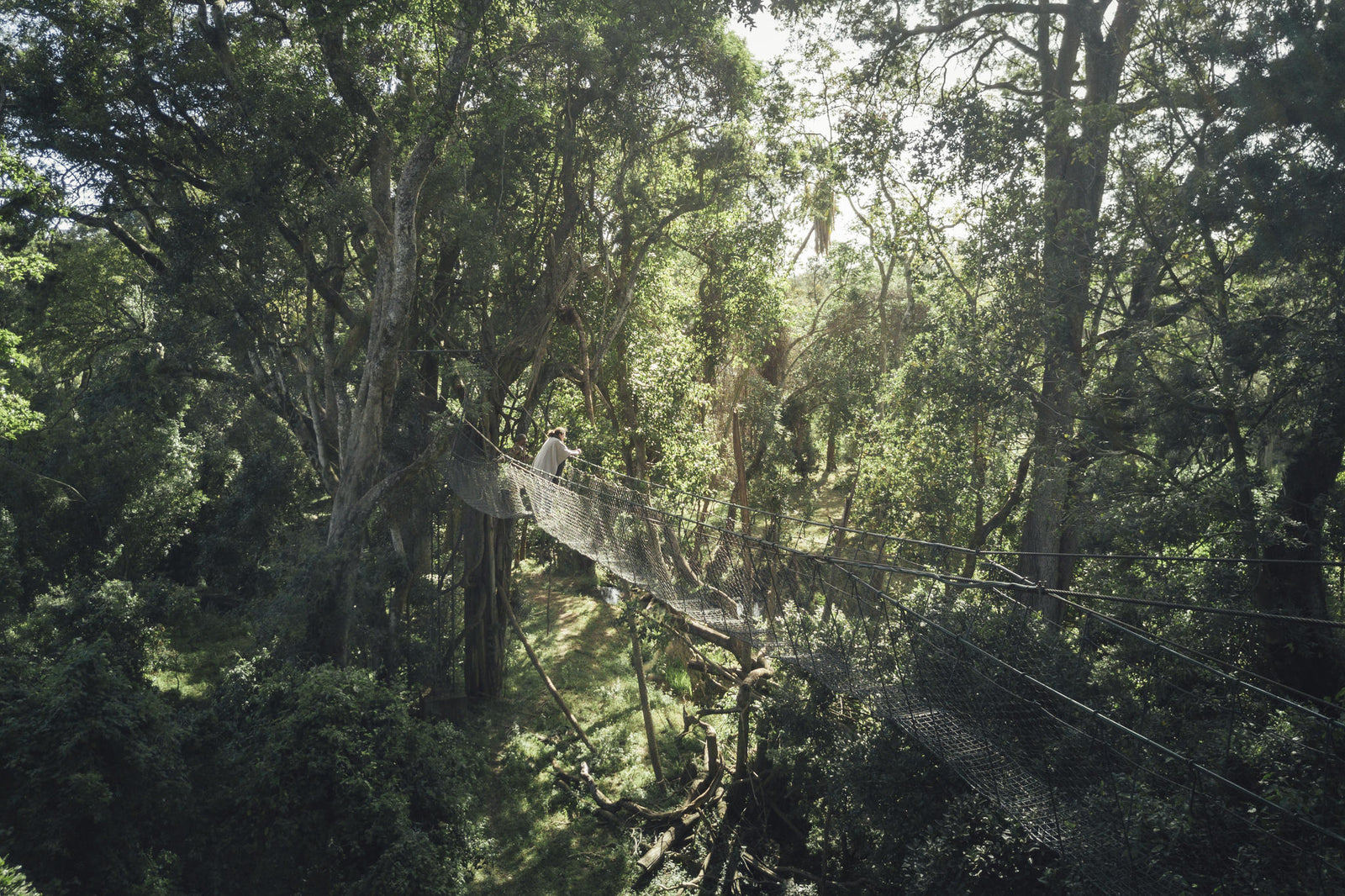 Ngare Ndare Canopy Walk