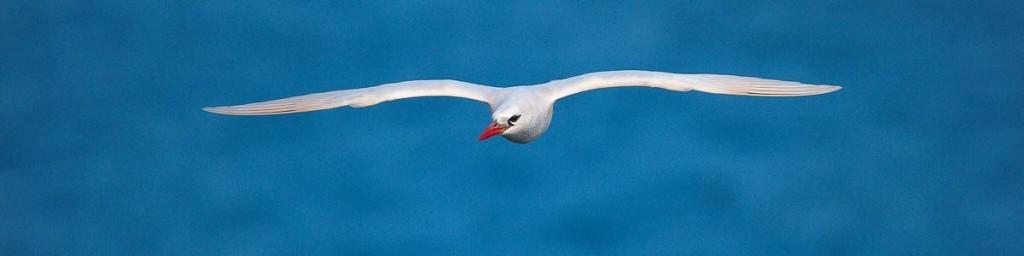 Bird Watching gallery image 3
