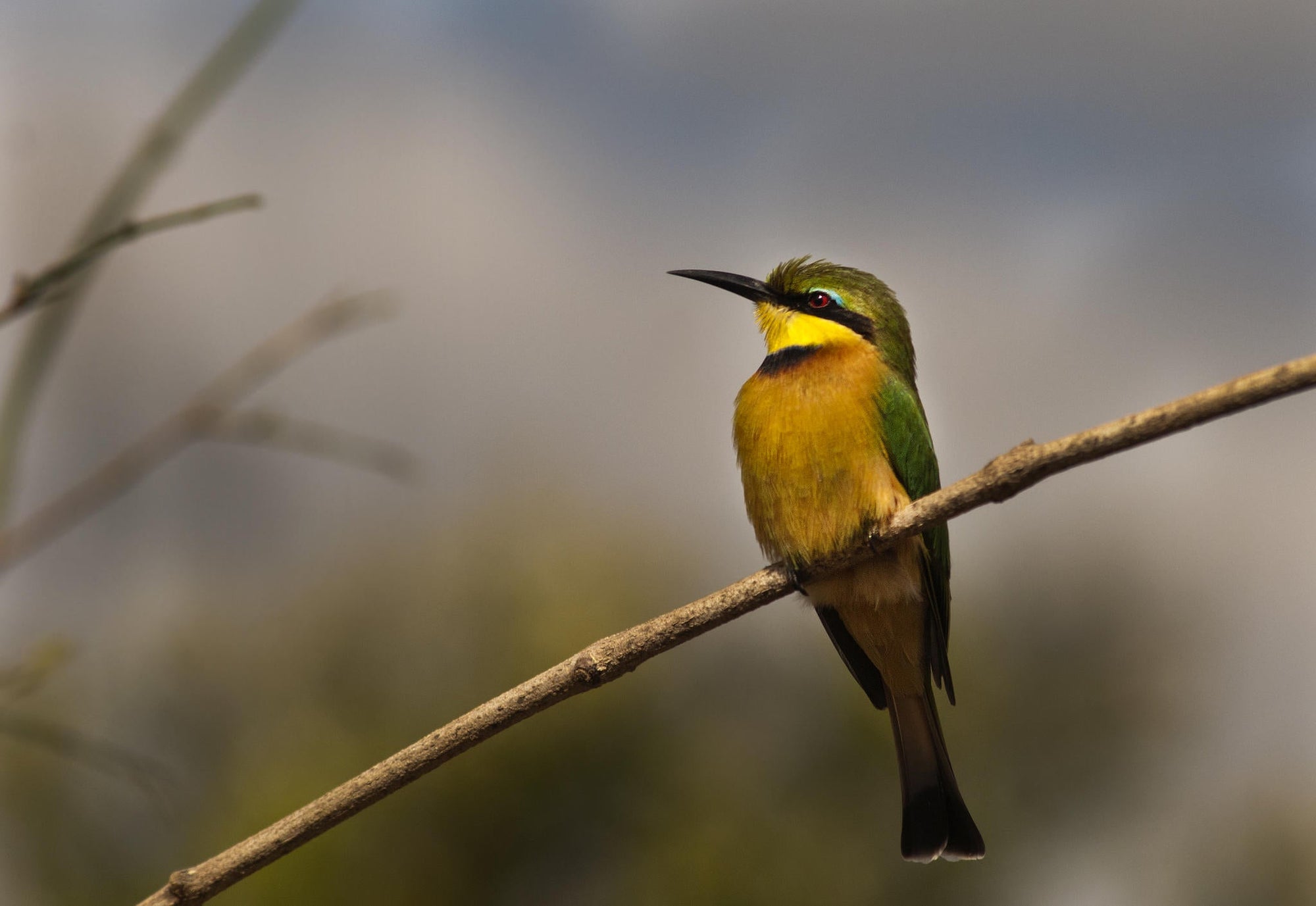 Birding gallery image 3