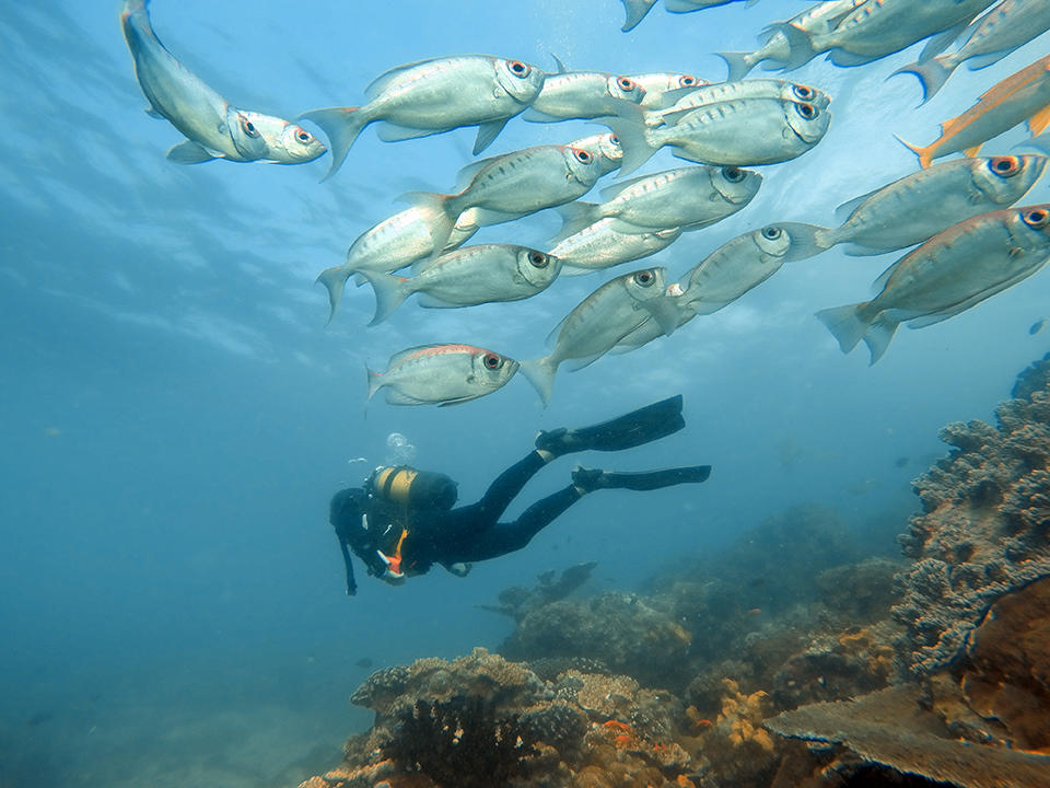 Scuba Diving 2025 (included) gallery image 1