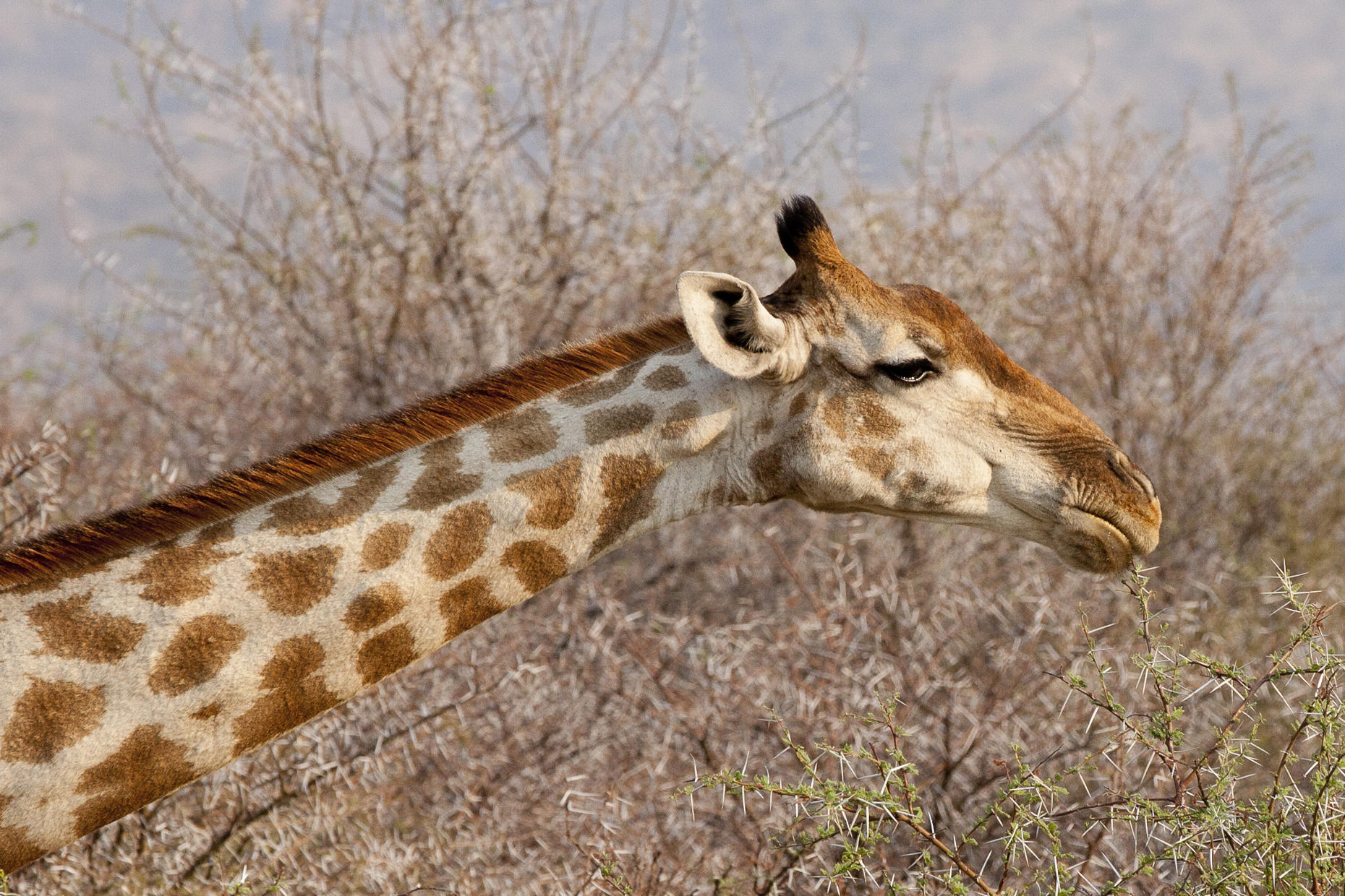 Game Drives  gallery image 5