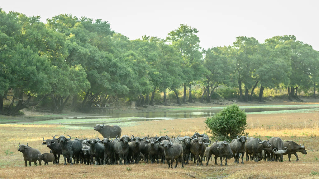 Big Lagoon Camp at Big Lagoon Camp, South Luangwa National Park, Zambia.
