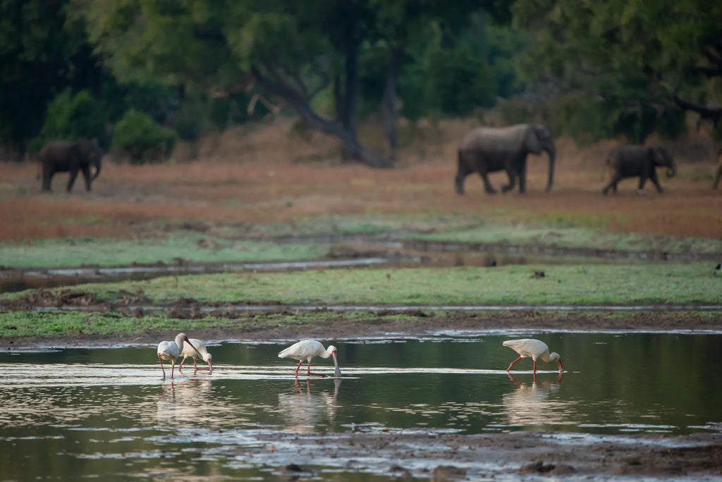 Big Lagoon Camp at Big Lagoon Camp, South Luangwa National Park, Zambia.