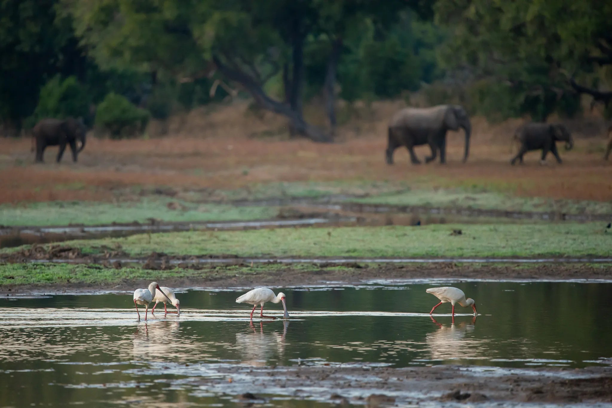 Big Lagoon Camp at Big Lagoon Camp, South Luangwa National Park, Zambia.