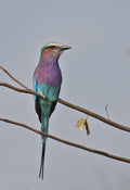 Bird Watching in the Sacred Sand Forest gallery image 1