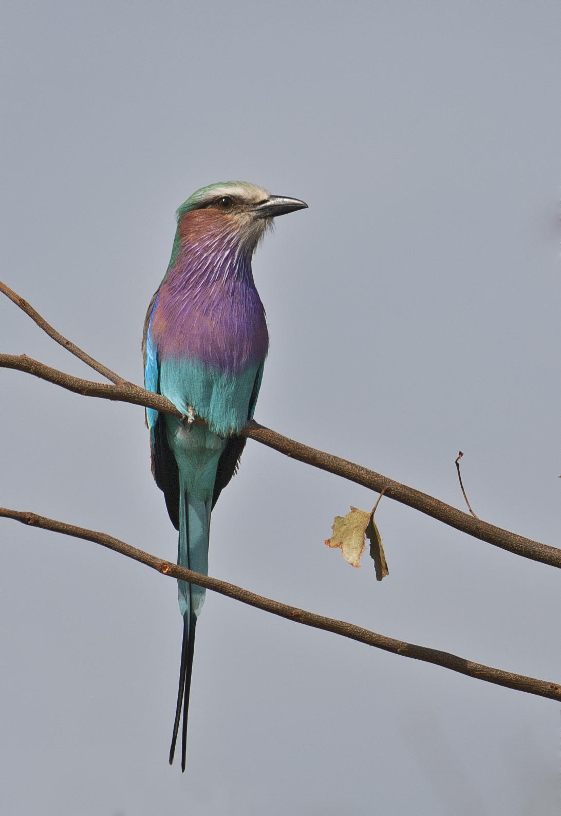 Bird Watching in the Sacred Sand Forest
