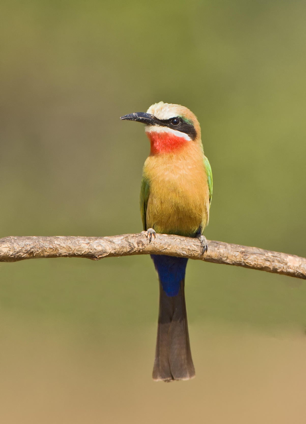 Bird Watching in the Sacred Sand Forest gallery image 2