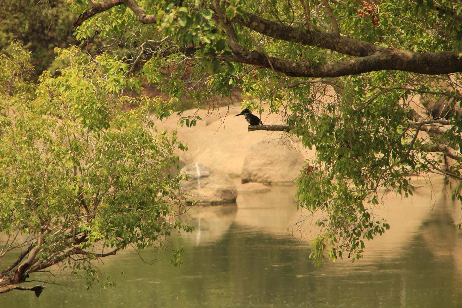 Birdwatching