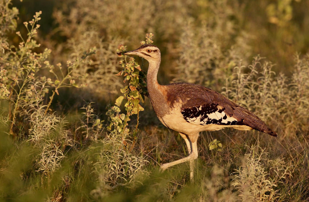 Bird Watching gallery image 4