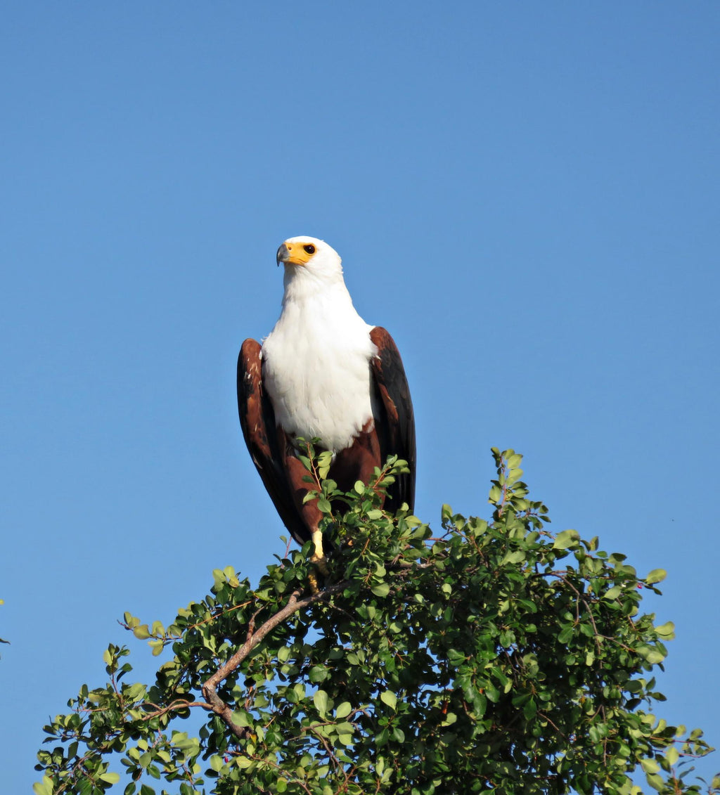 Bird Watching gallery image 6
