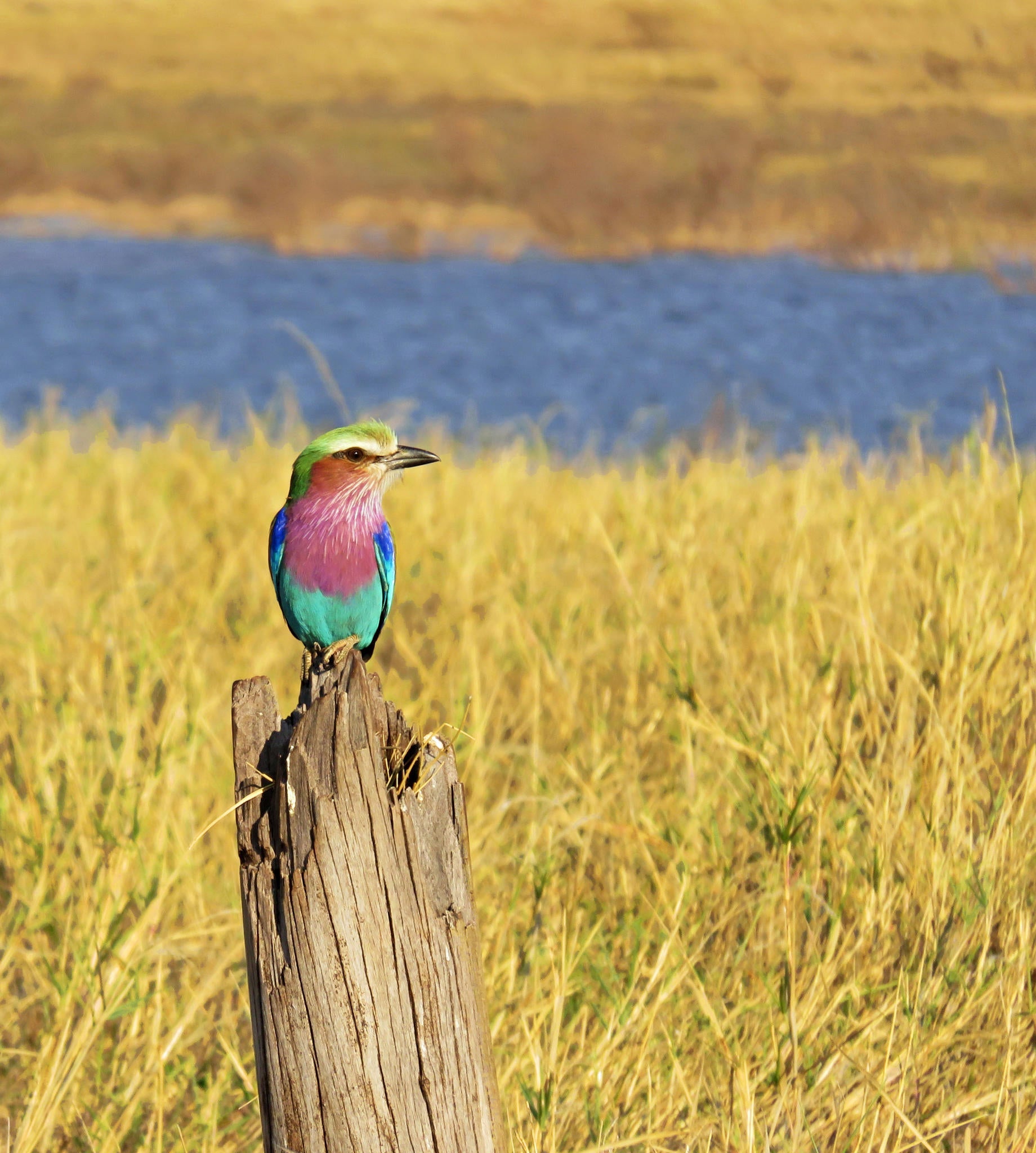 Bird Watching gallery image 7