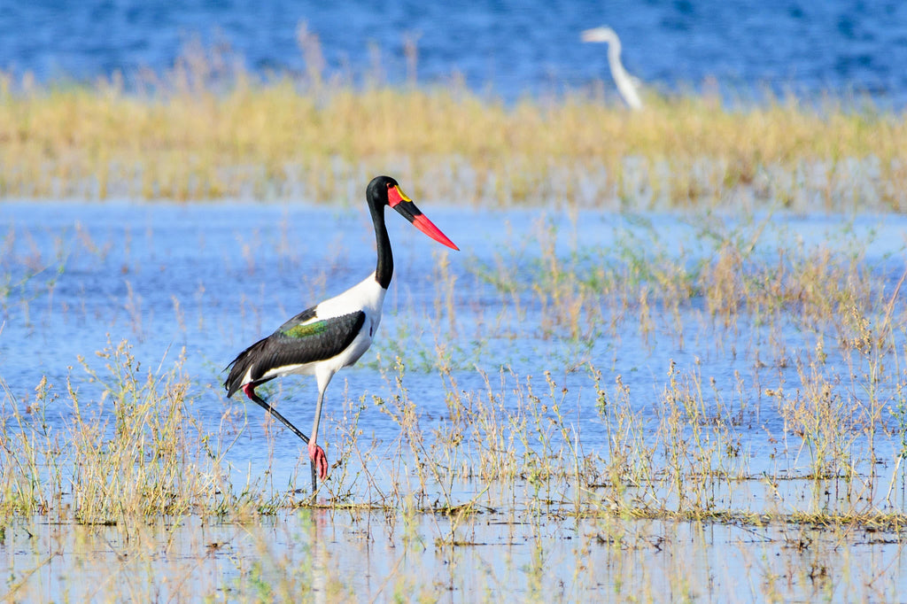 Bird Watching gallery image 5