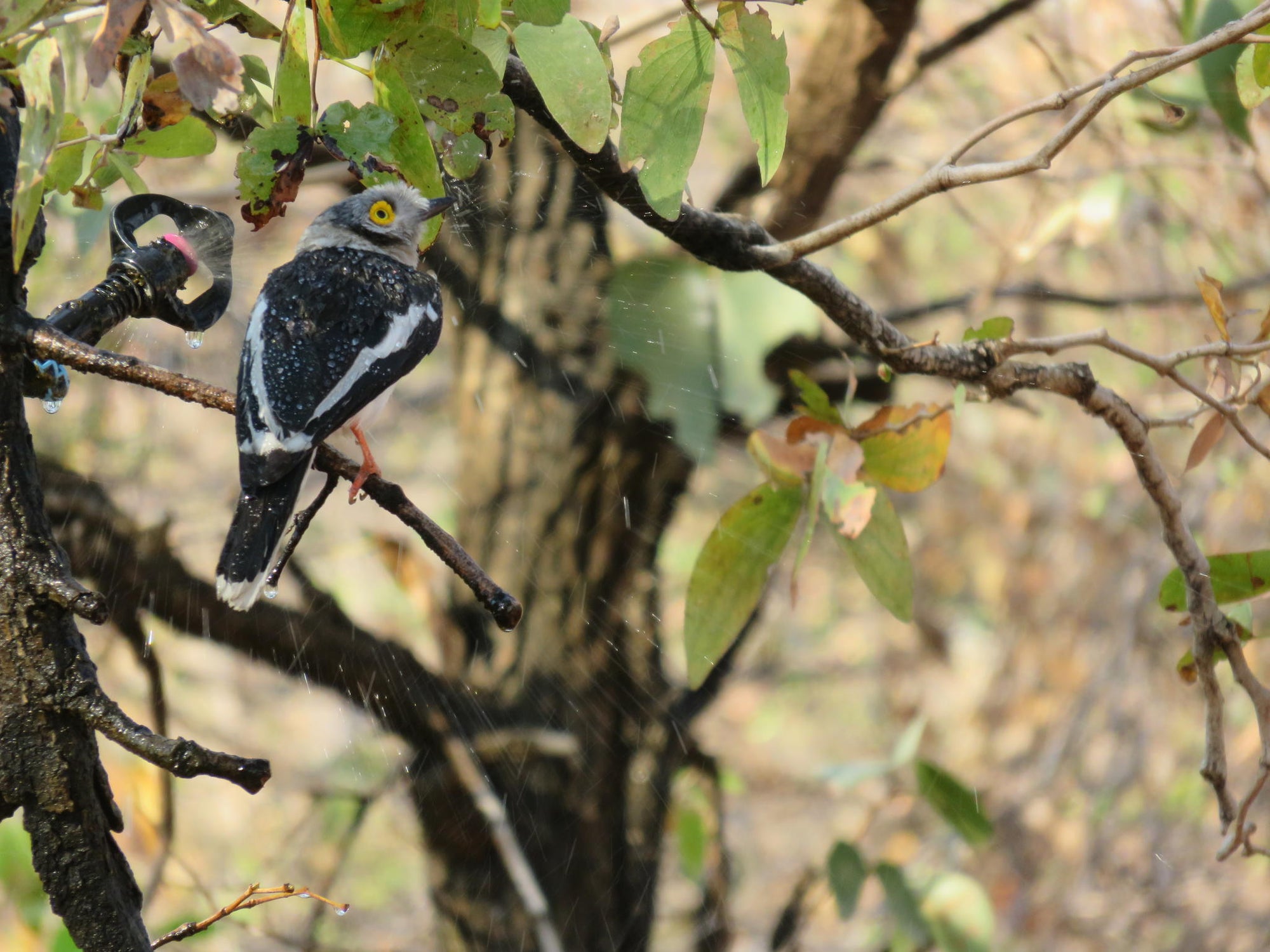 Bird Watching gallery image 8