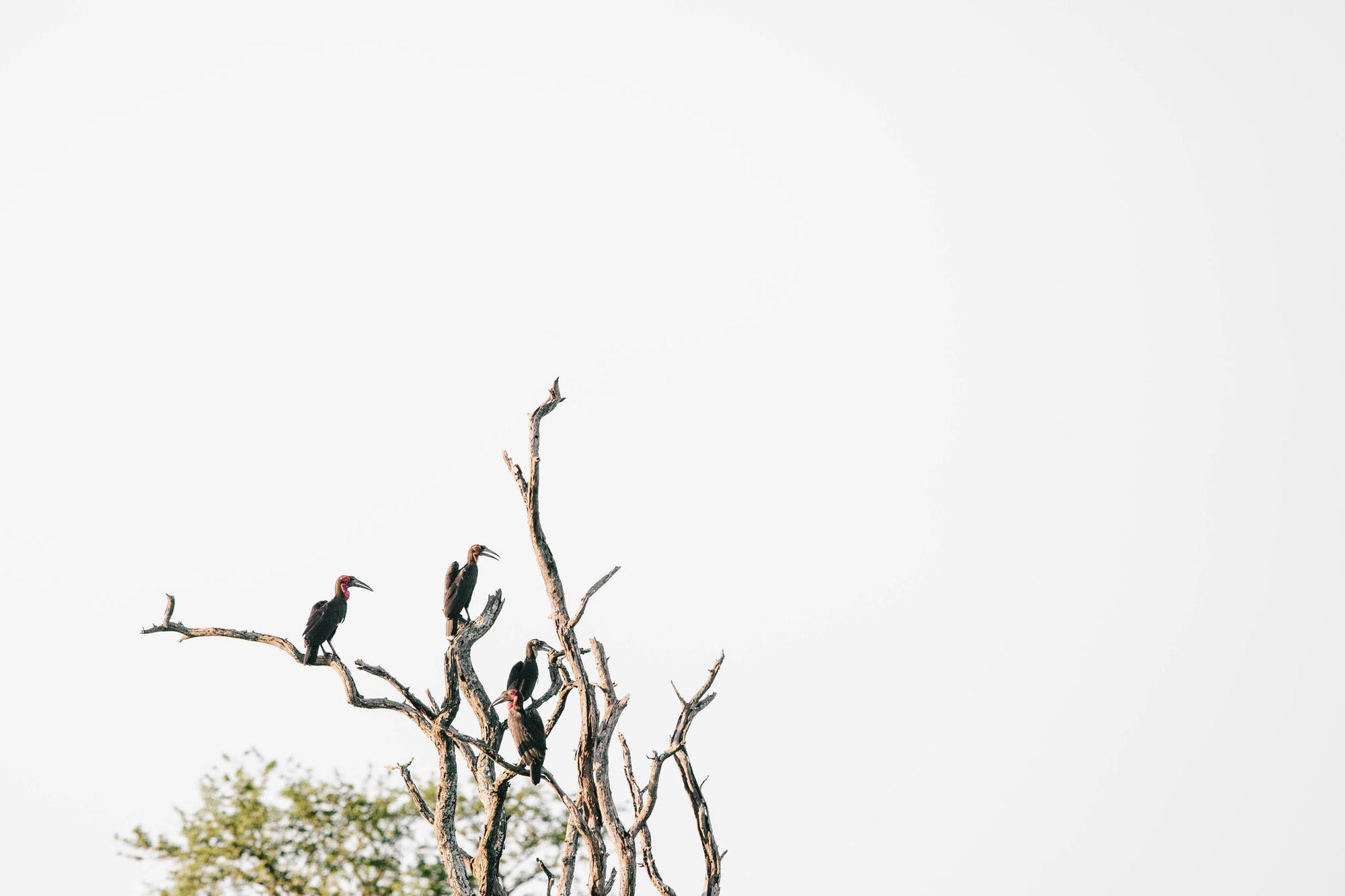 Bird Watching in the Sacred Sand Forest gallery image 4