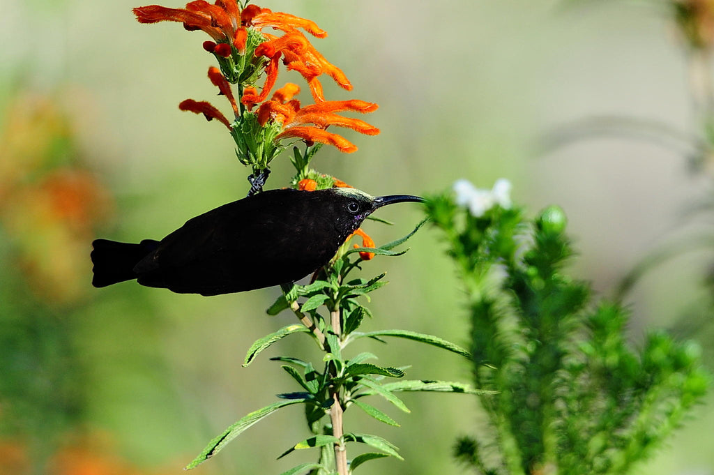 Birding gallery image 8