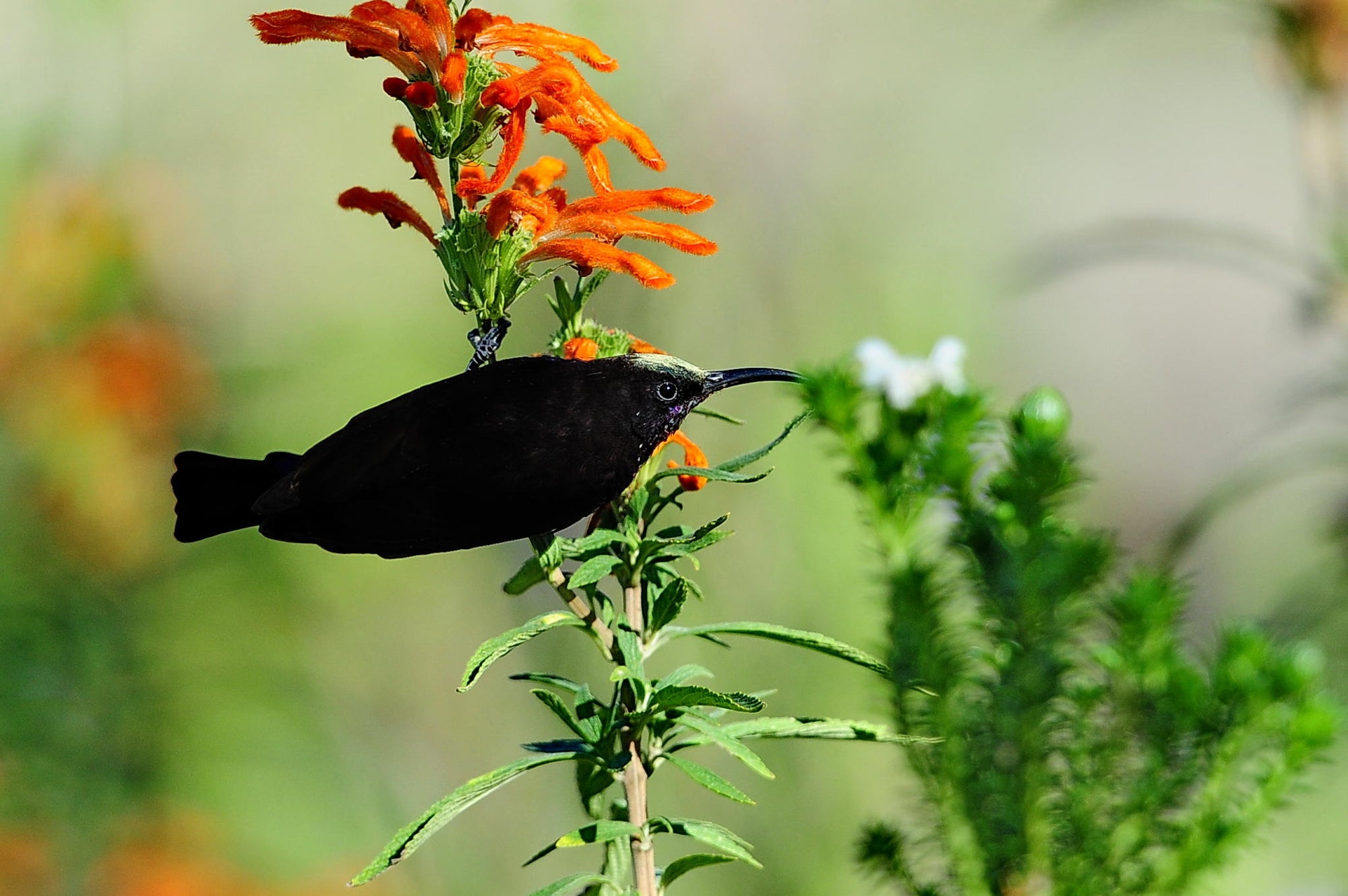 Birding gallery image 8