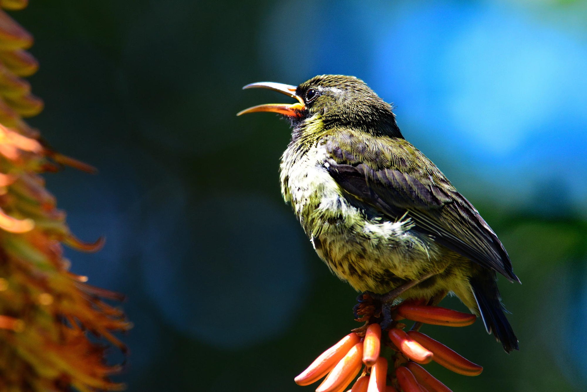 Birding gallery image 8
