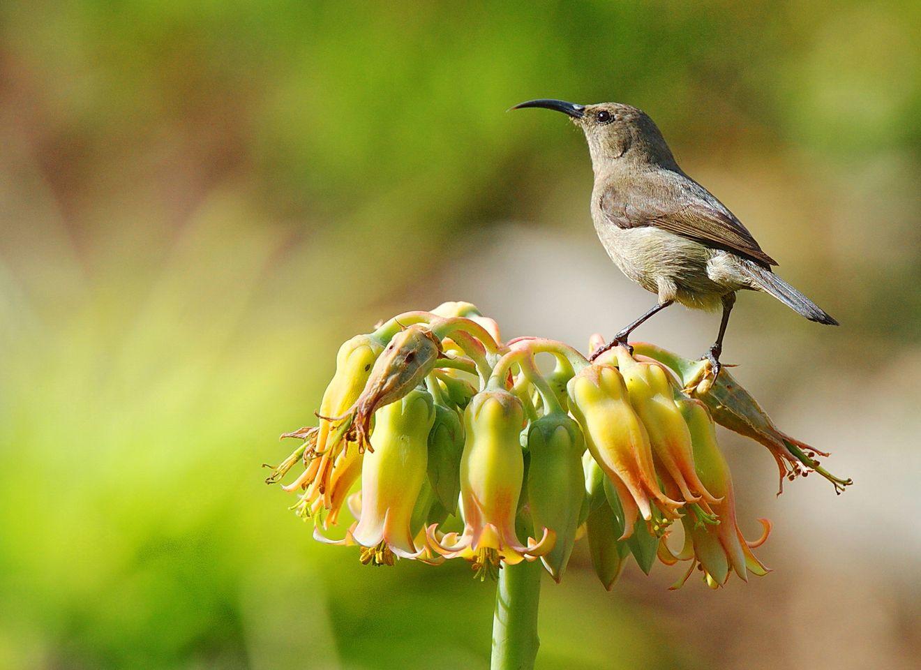 Birding gallery image 8