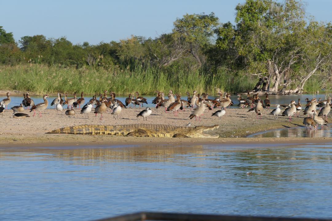 On-site Birding Opportunities (Bush & River) gallery image 6
