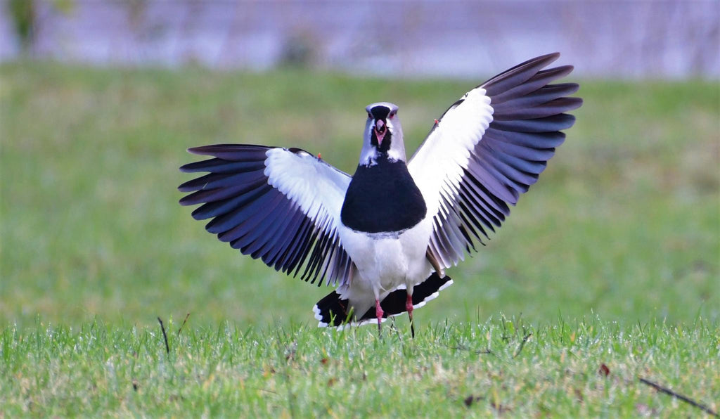 Birdwatching gallery image 4