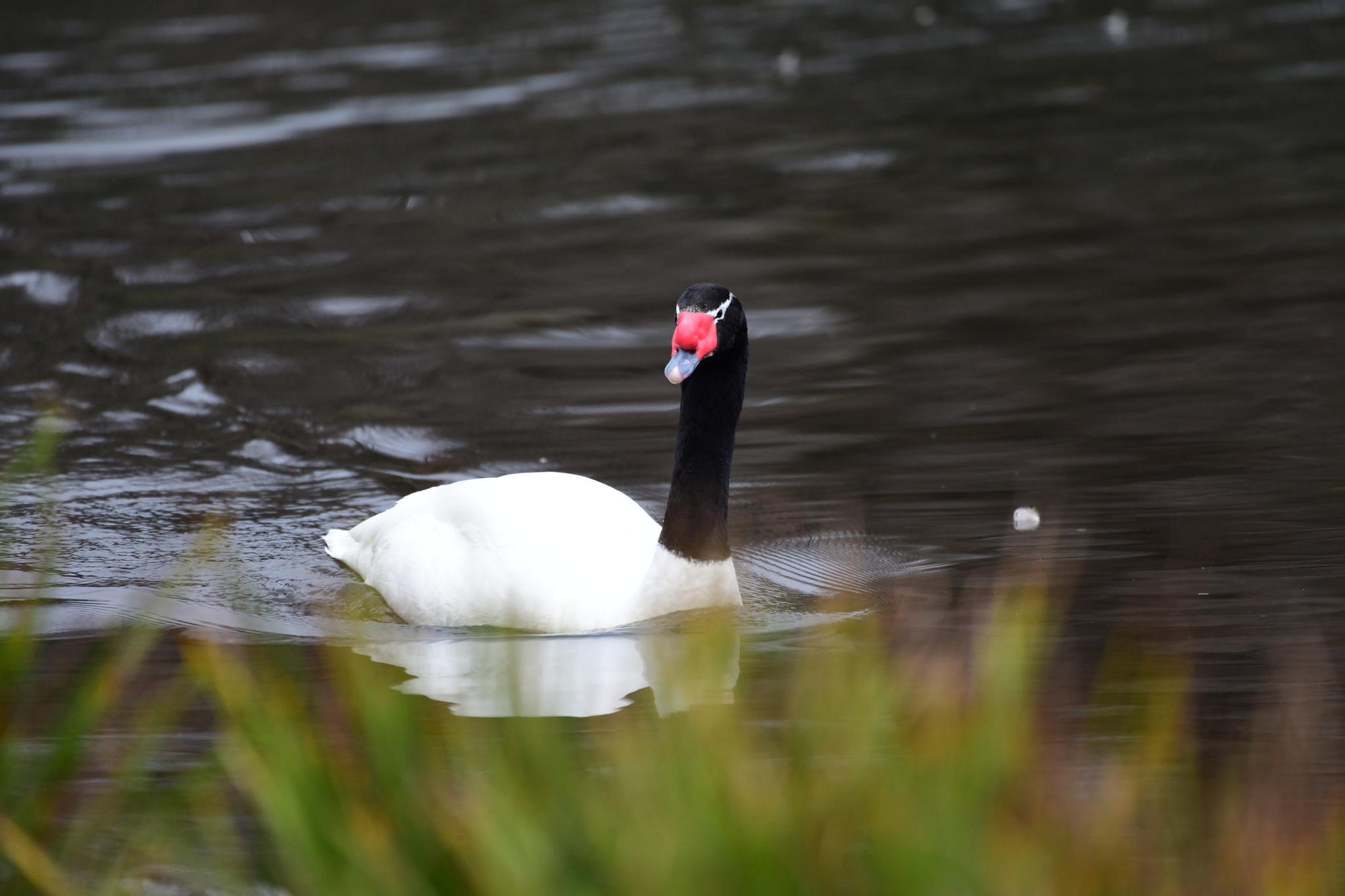 Birdwatching gallery image 5