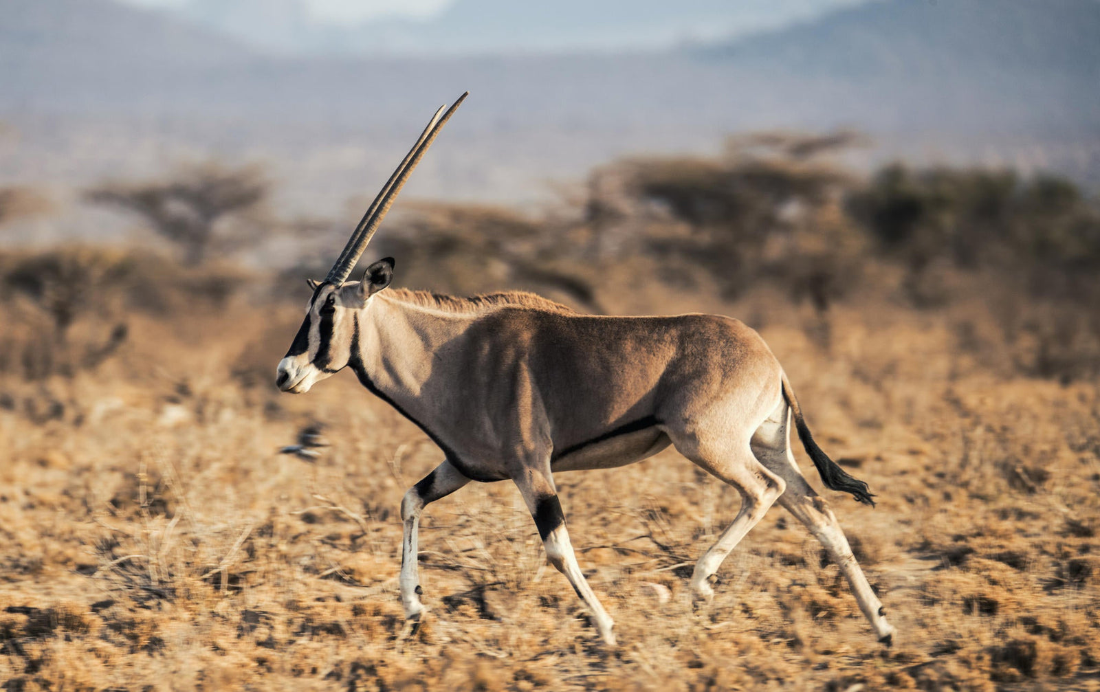 Morning or Afternoon Scheduled Game Drive