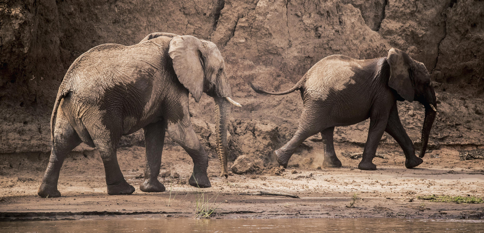Morning or Afternoon Scheduled Game Drive gallery image 3