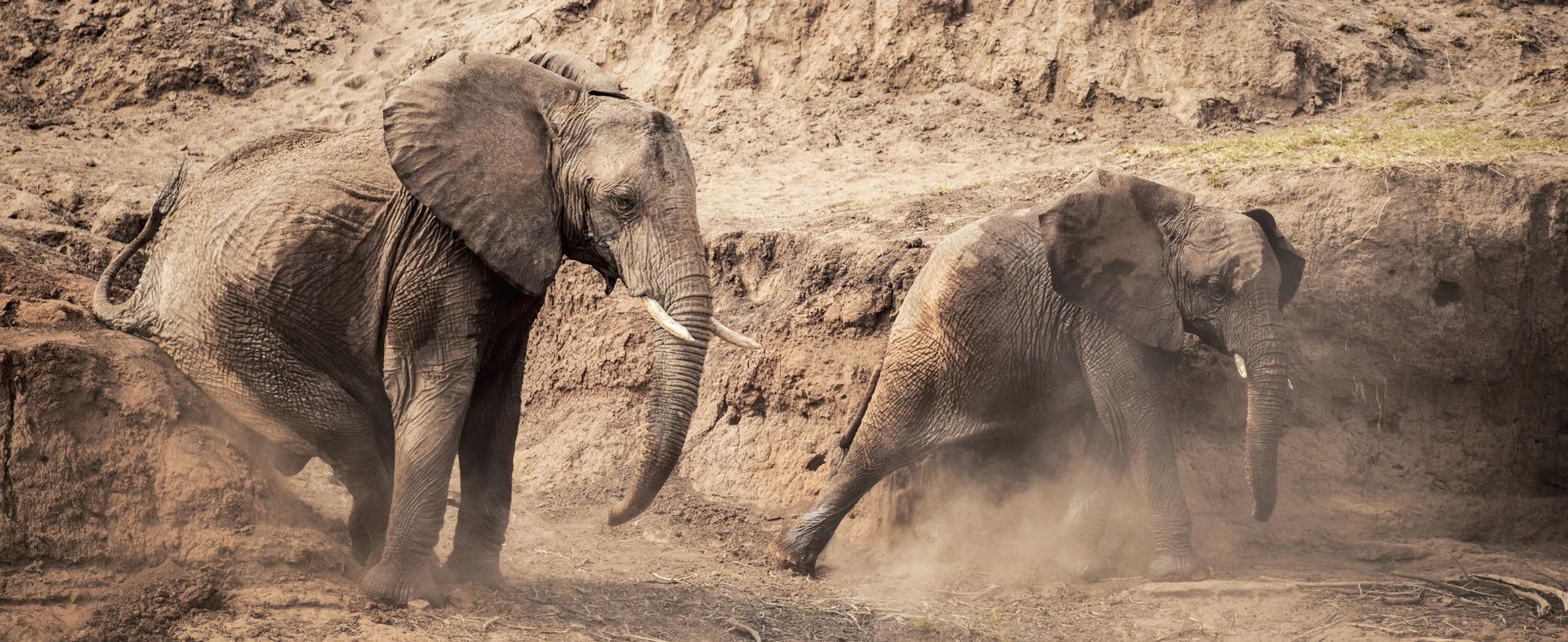 Morning or Afternoon Scheduled Game Drive gallery image 2