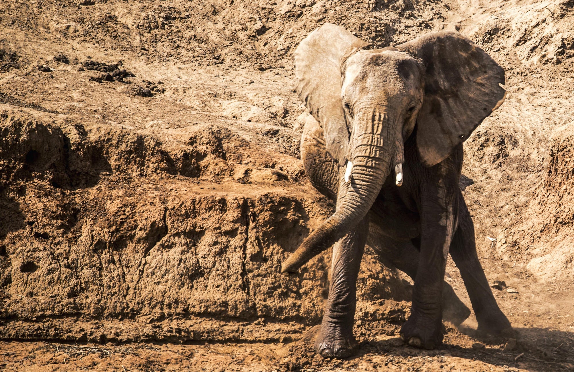 Morning or Afternoon Scheduled Game Drive gallery image 5