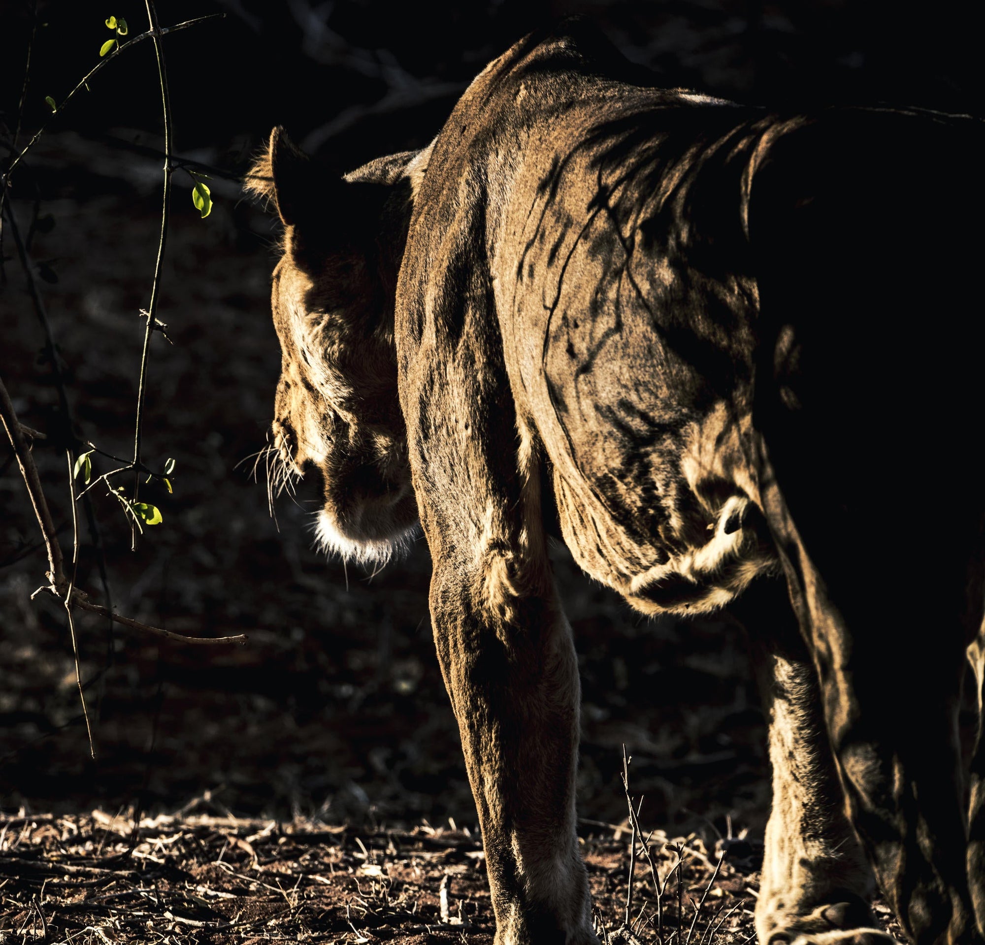 Morning or Afternoon Scheduled Game Drive gallery image 4