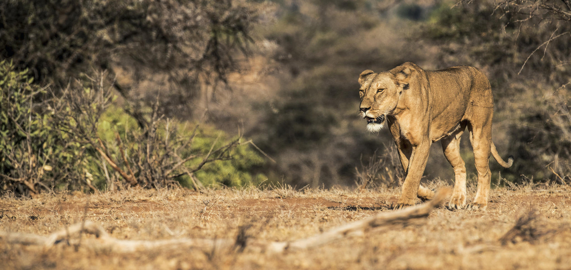 Morning or Afternoon Scheduled Game Drive gallery image 6