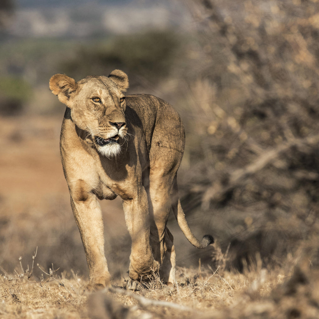 Morning or Afternoon Scheduled Game Drive gallery image 7