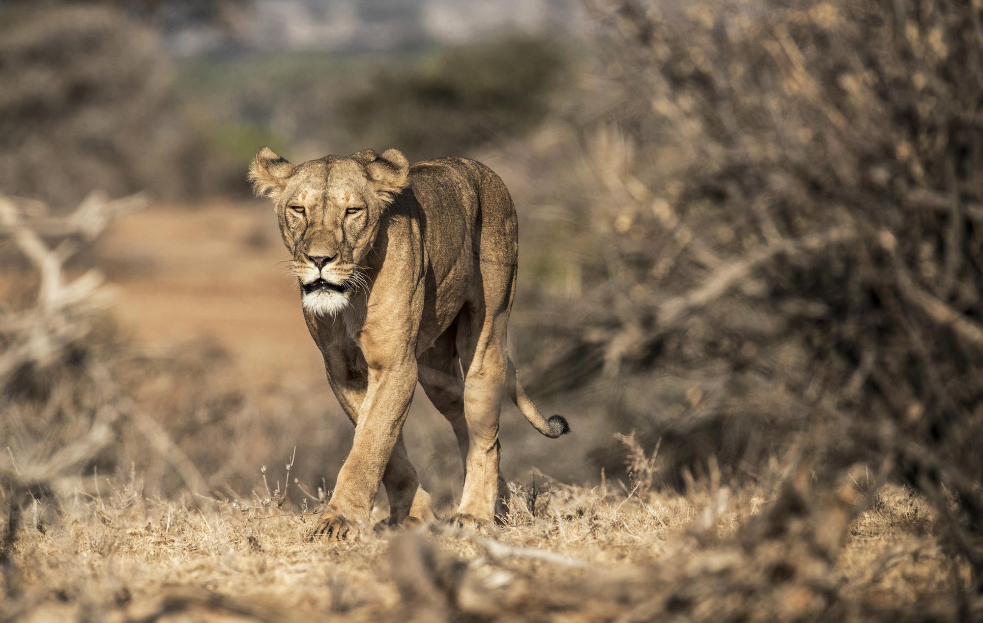 Morning or Afternoon Scheduled Game Drive gallery image 8
