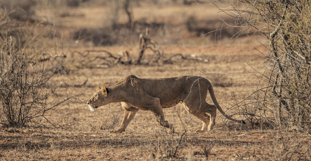 Morning or Afternoon Scheduled Game Drive gallery image 9