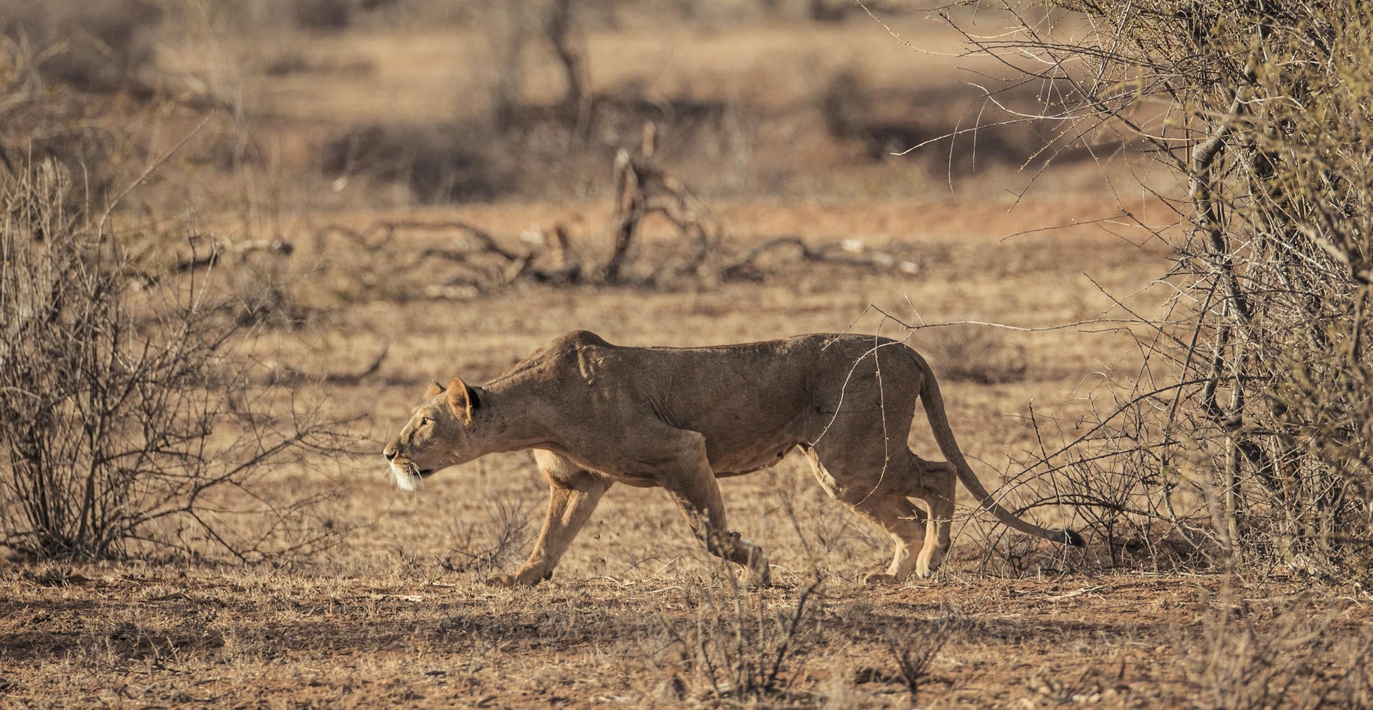 Morning or Afternoon Scheduled Game Drive gallery image 9