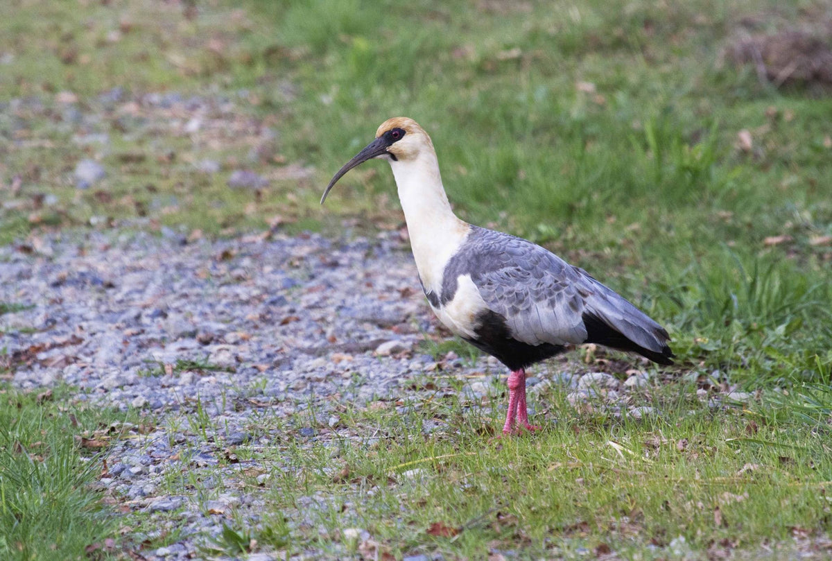 Birdwatching