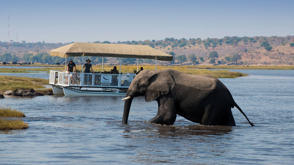 Day Trip to Chobe National Park  gallery image 2