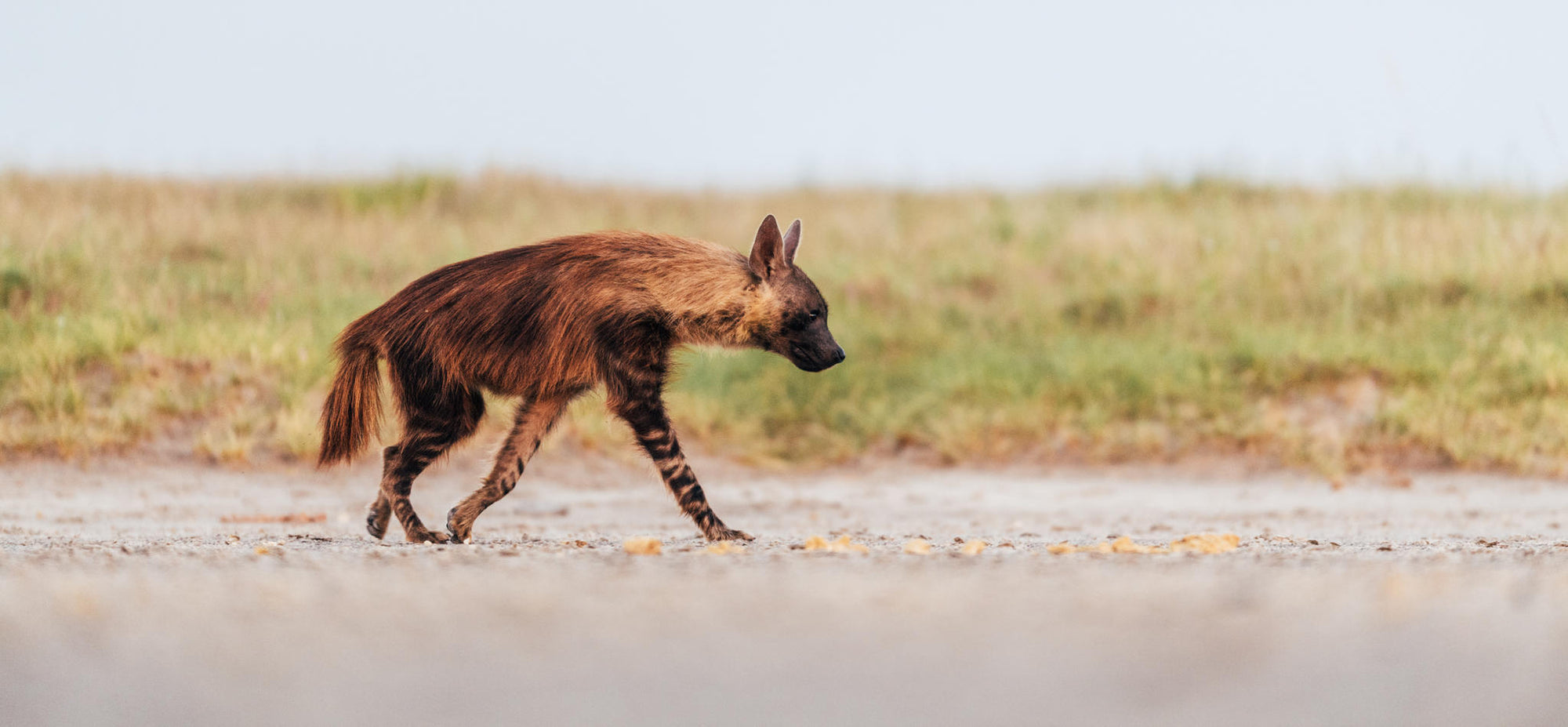 Game Drives  gallery image 5