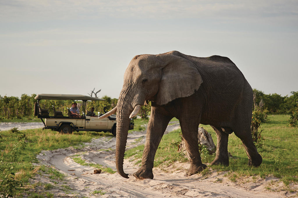 Game Drives gallery image 3