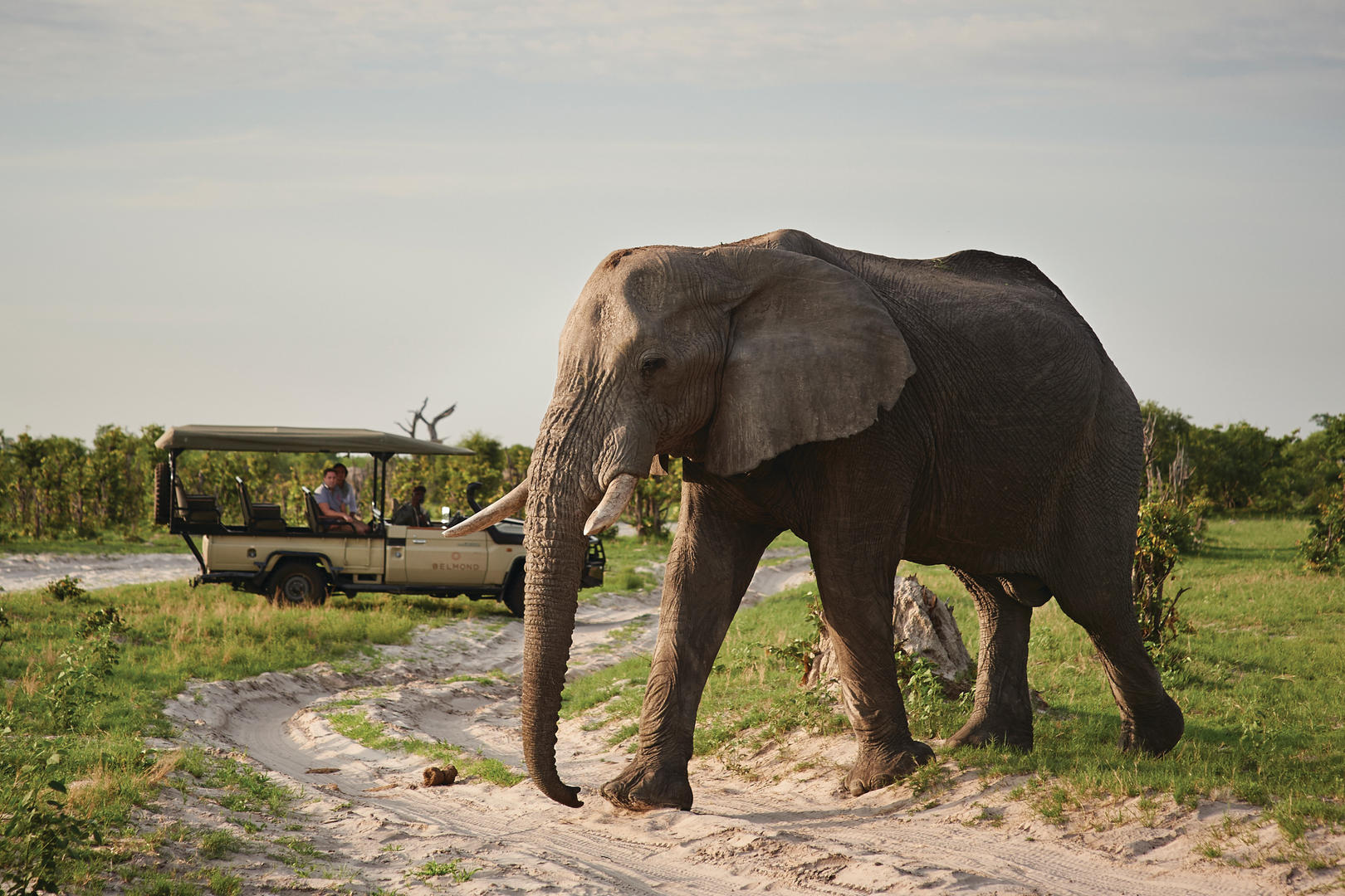 Game Drives gallery image 3
