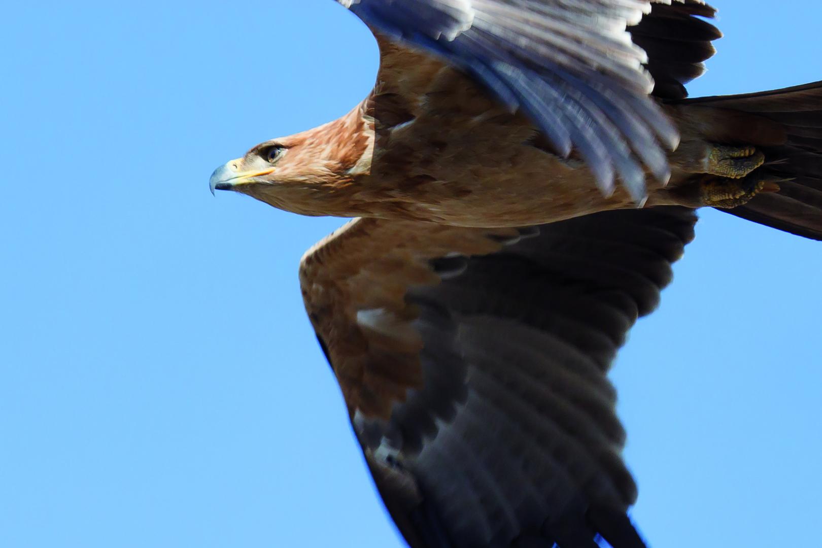 Bird Watching gallery image 4